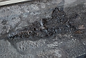 I Fossili di Bolca_40